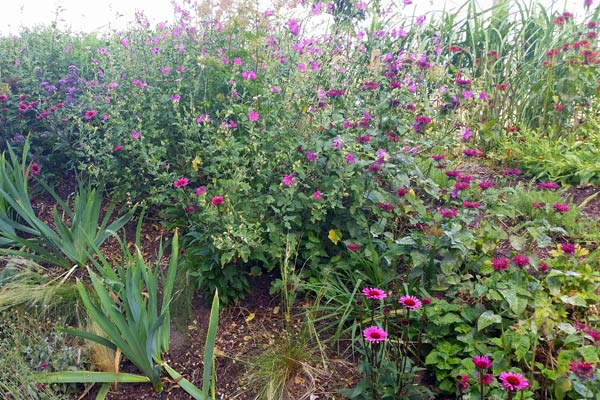 Der lilafarbene Garten