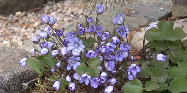 Leberblümchen (Hepatica) Leberblümchen (Hepatica)